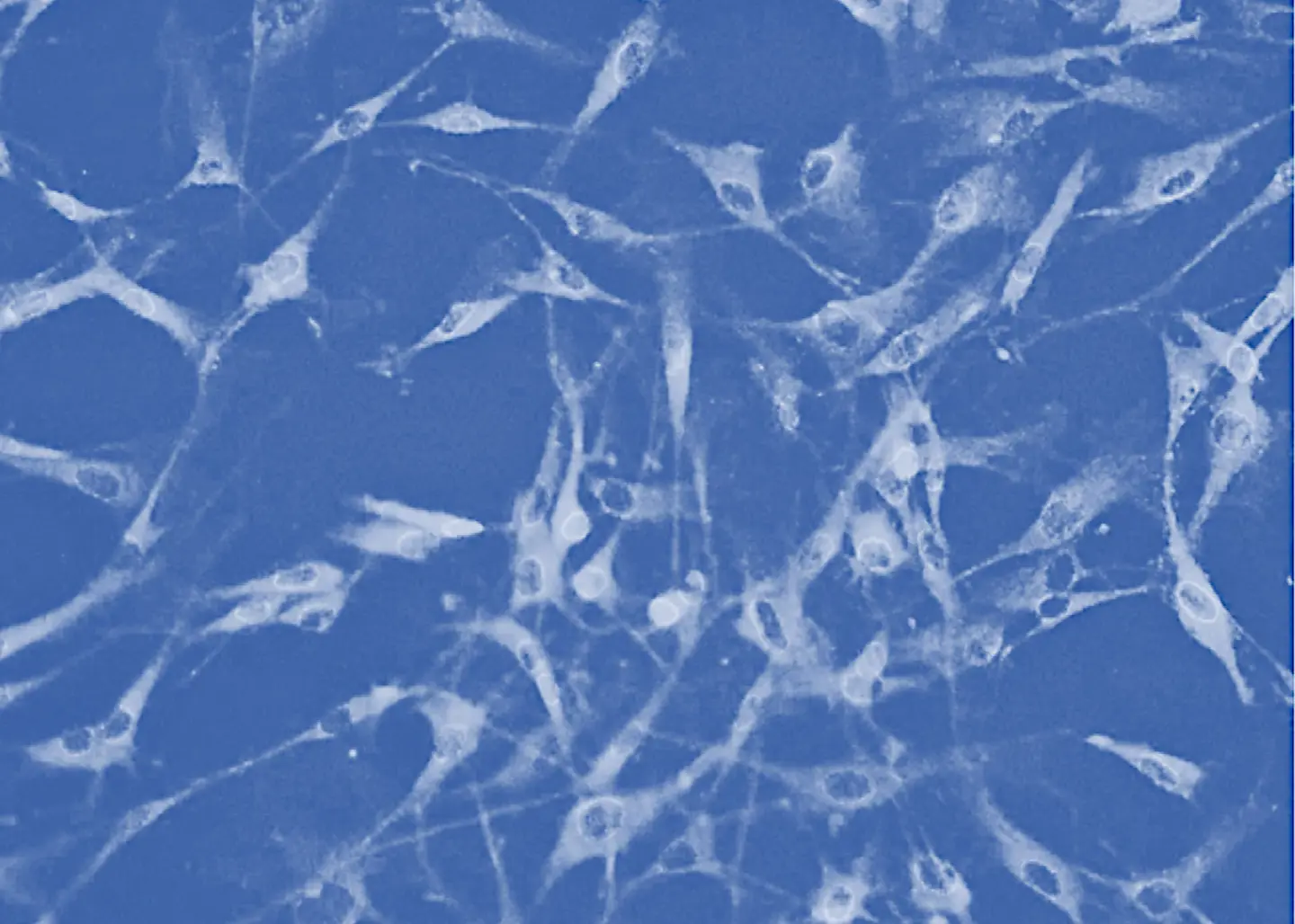 The Stem Cell Revolution | Departures Magazine