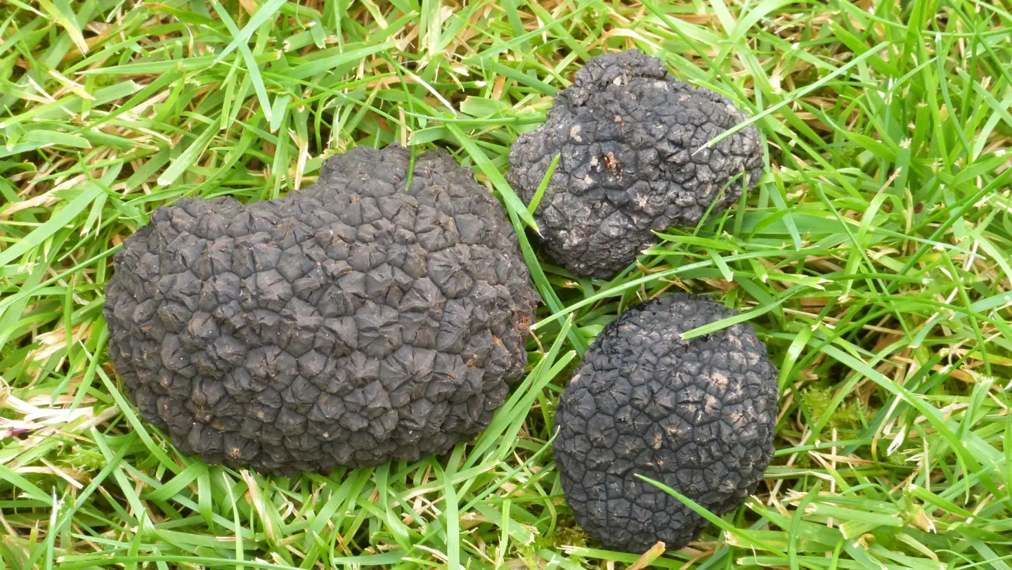 Truffle Hunting in Dorset, England | Departures Magazine